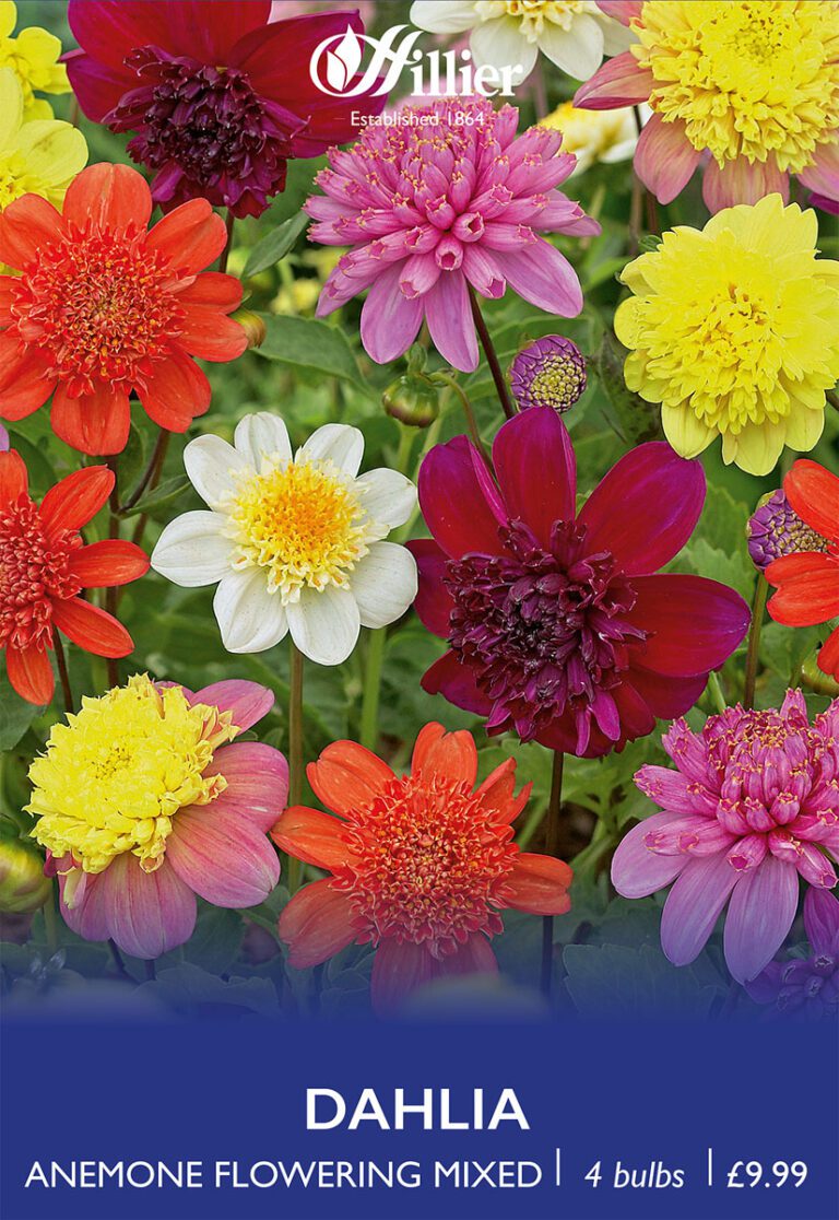 8718641970492 1 Dahlia Anemone Flowering Mixed.jpg